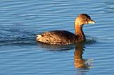 Pied-billed Grebe_26366